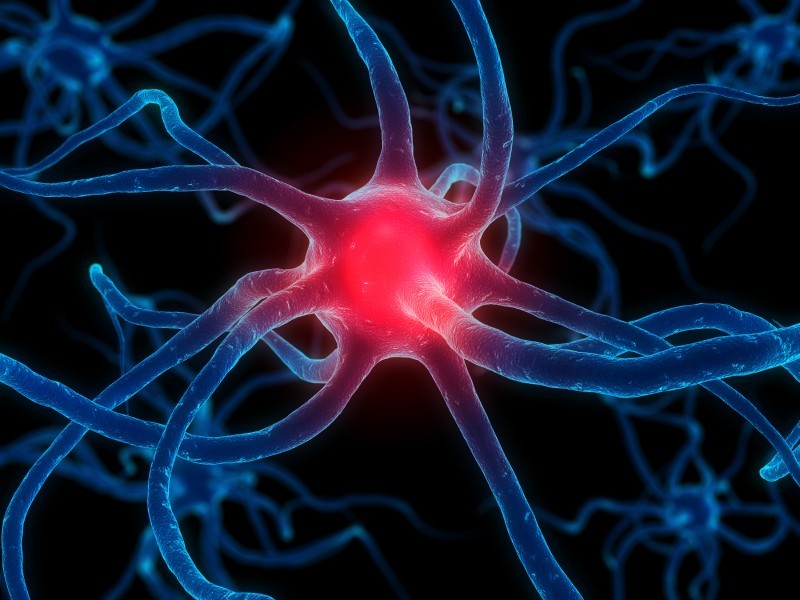 Neuron Nervensystem