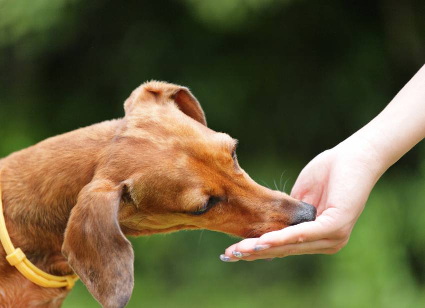 Gesunde Ernährung für den Hund