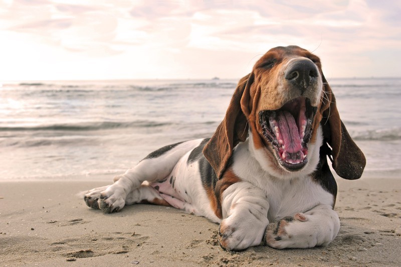 Hund am Strand