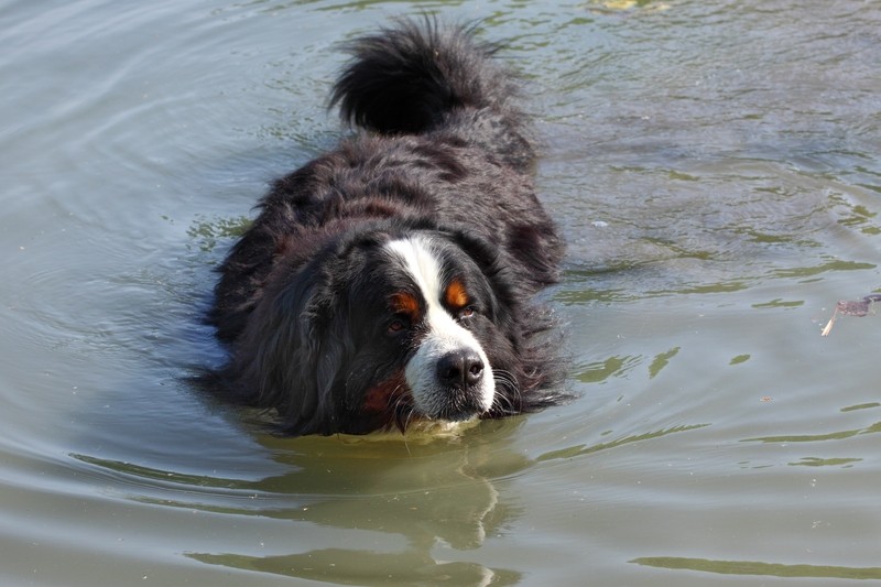 Hund im Wasser