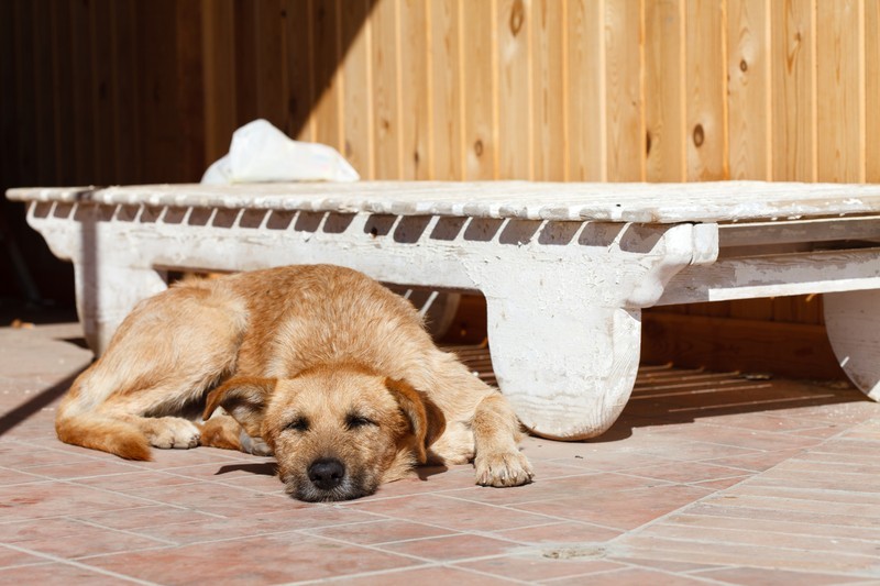 Hund badet in der Sonne