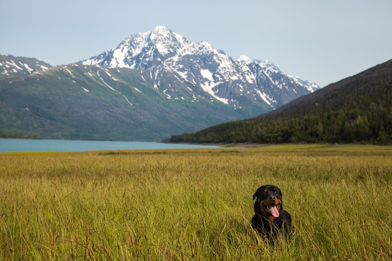 Hund in der Natur