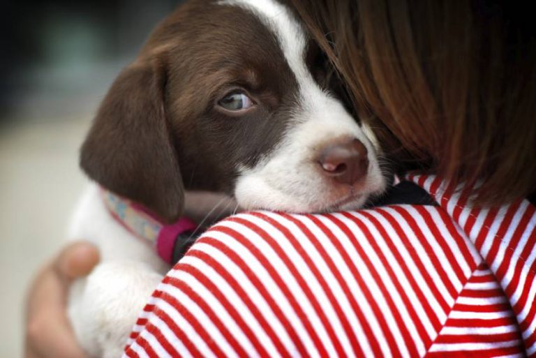 Silvester mit Hund Hast du nen Knall? familista