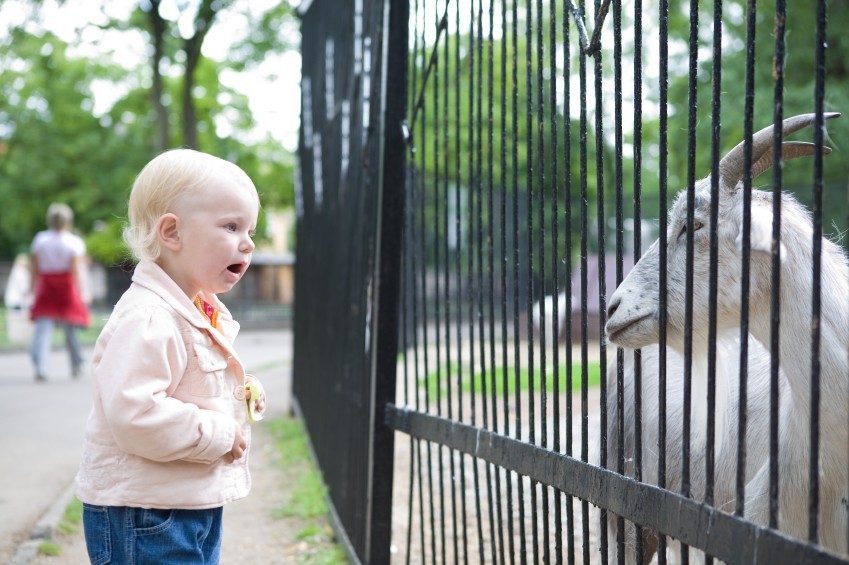 child in the zoo