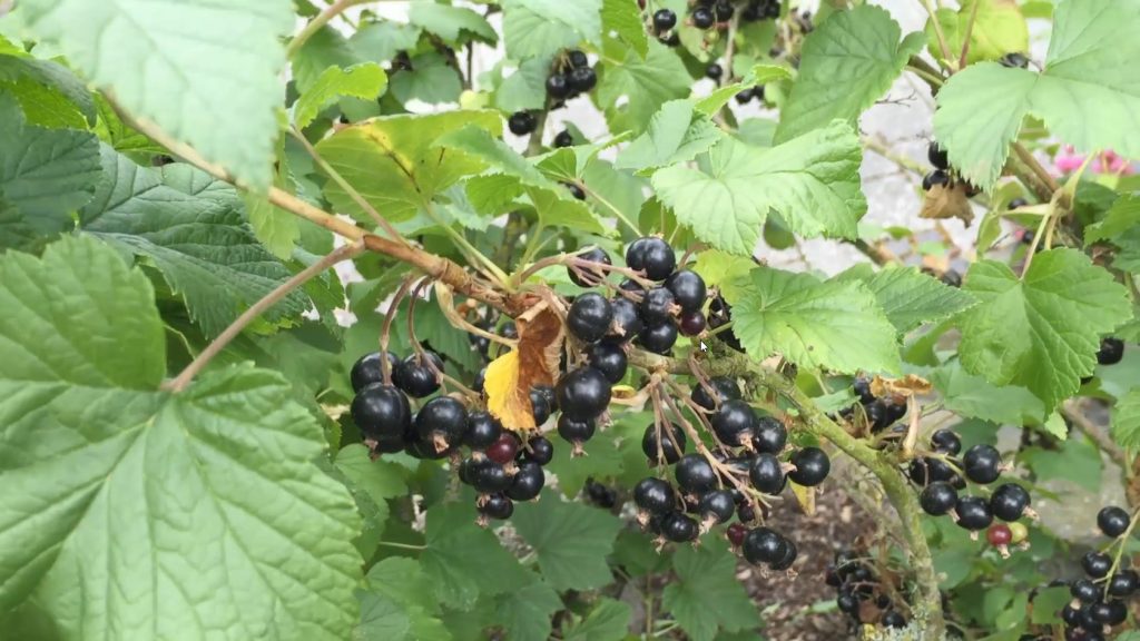 schwarze-johannisbeeren-dampfentsafter