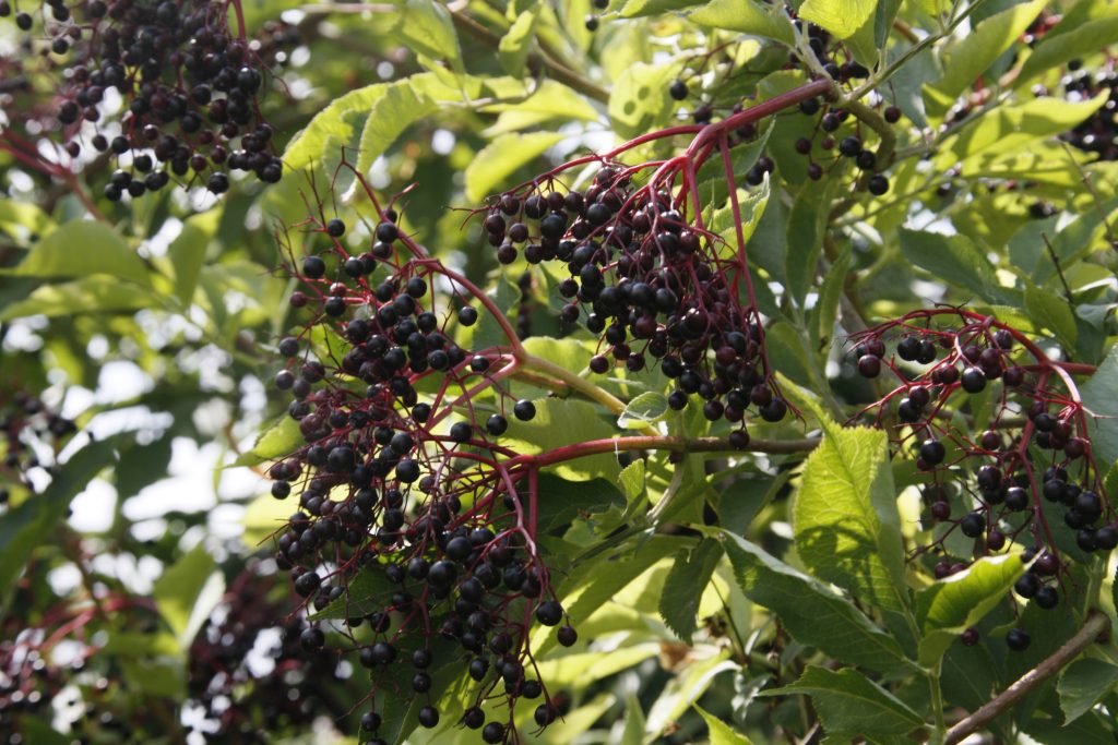 Holunderbeeren